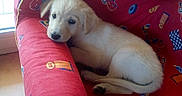 Opale a rejoint le concours — aidez-le/la à gagner de superbes lots ! carnivoran, companion_dog, dog, dog_breed, dog_breed_group, dog_like_mammal, golden_retriever, labrador_retriever, mammal, puppy, retriever, snout, sporting_group, vertebrate