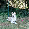 dog, white_dog, grass, fence, outdoor, pet, animal, play_ball, nature, greenery, sunlight, relaxed, sitting, yard, leisure, canine, garden, daylight, quiet, domestic_animal