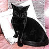 Canaille a rejoint le concours — aidez-le/la à gagner de superbes lots ! black, black_cat, bombay, carnivoran, cat, cat_like_mammal, domestic_short_haired_cat, european_shorthair, fur, kitten, small_to_medium_sized_cats, tail, whiskers