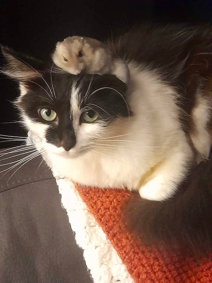 Laya participe au concours pour gagner de l'argent avec cette photo : carnivore, cat, claw, comfort, domestic_short_haired_cat, felidae, flooring, foot, fur, monochrome_photography, paw, sitting, small_to_medium_sized_cats, snout, tail, whiskers, wood