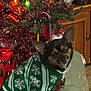 christmas, christmas_lights, christmas_tree, cozy, cute, decorations, dog, festive, green_sweater, holiday, holiday_season, indoor, ornaments, pet, small_dog, snowflake_pattern, sweater, tinsel, wooden_cabinet, wrapped_presents