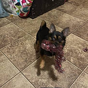 Gypsy joined the competition — help win amazing prizes! dog, small_dog, playful, tinsel, indoor, tile_floor, blur, motion, pet, black_and_tan, excited, furniture, blanket, colorful, home, animal, cheerful, toy, running, ears_up