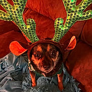 Gypsy joined the competition — help win amazing prizes! animal, blue_blanket, brown_couch, christmas, companion, costume, cozy, cute, dog, domestic_animal, festive, fur, green_antlers, holiday, indoors, looking_up, pet, reindeer_antlers, sitting, small_dog