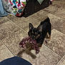 dog, small_dog, black_dog, tan_dog, tinsel, toy, floor, tile_floor, indoor, blanket, colorful_blanket, furniture, cabinet, pet, animal, looking_up, playing, cheerful, cute, home