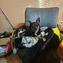 animal, blanket, brown_black_fur, cardboard_box, chair, cozy, dog, domestic, ears, floor_tile, furniture, home, indoor, looking_at_camera, pet, relaxed, resting, seat, small_dog, vacuum_hose