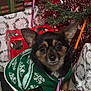 Gypsy joined the competition — help win amazing prizes! animal, candy_cane, christmas, christmas_sweater, christmas_tree, cozy, cute, decorations, dog, festive, gift_wrap, green_sweater, holiday, holiday_spirit, indoor, pet, small_dog, tinsel, winter, wrapped_presents