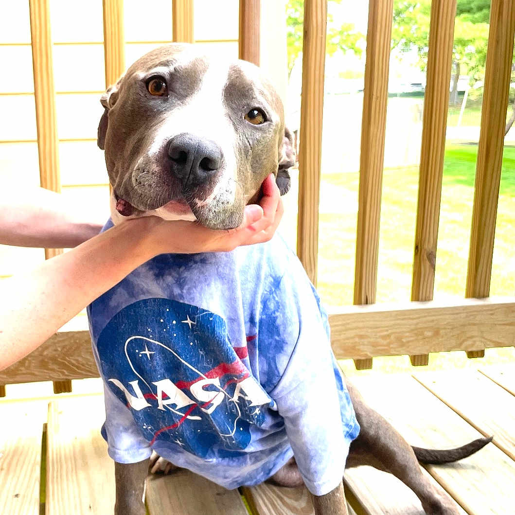 Atlas is registered to the contest to win money with this photo: animal, architecture, building, canine, clothing, deck, dog, face, head, hound, house, housing, pants, person, pet, photography, porch, portrait, puppy, wood