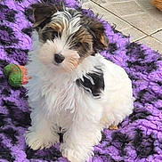 Abby participe au concours pour gagner de l'argent avec cette photo : adorable, animal, black_fur, blanket, brown_fur, cute, dog, floor_tiles, fluffy, fur, indoor, pet, playful, puppy, purple_blanket, sitting, small_dog, toy, white_fur, young_dog