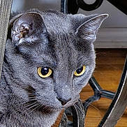 Mac is registered to the contest to win money with this photo: cat, gray_cat, close_up, yellow_eyes, fur, whiskers, curious, indoor, wood_floor, furniture, ironwork, pet, animal, portrait, domestic_cat, mammal, face, ears, focused, cute