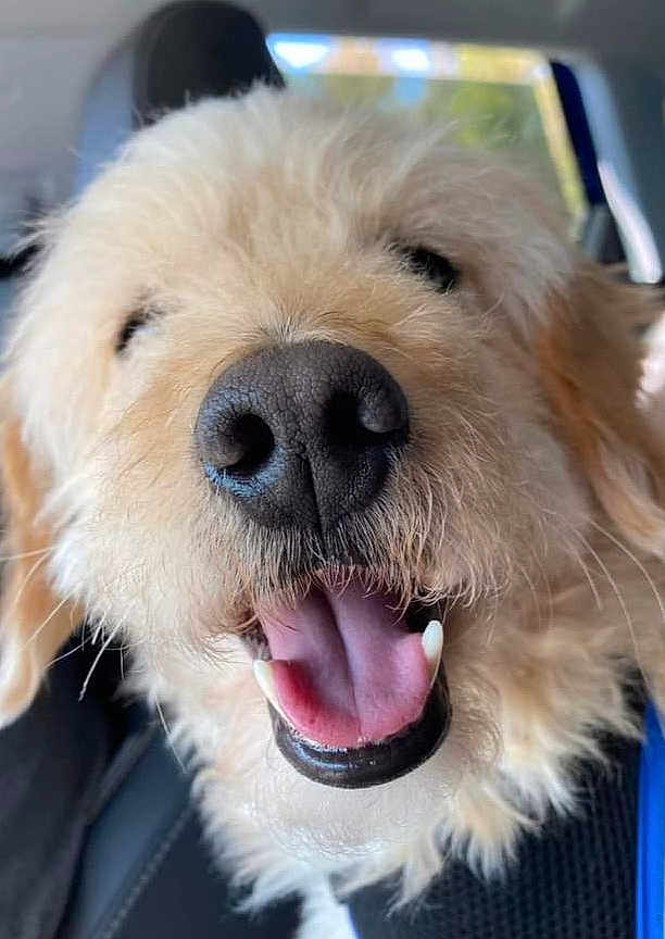 Lenny is registered to the contest to win money with this photo: canidae, carnivore, close_up, collar, companion_dog, dog, dog_breed, dog_collar, dog_supply, fang, fur, jaw, small_terrier, smile, snout, sporting_group, terrier, toy_dog, whiskers, working_animal