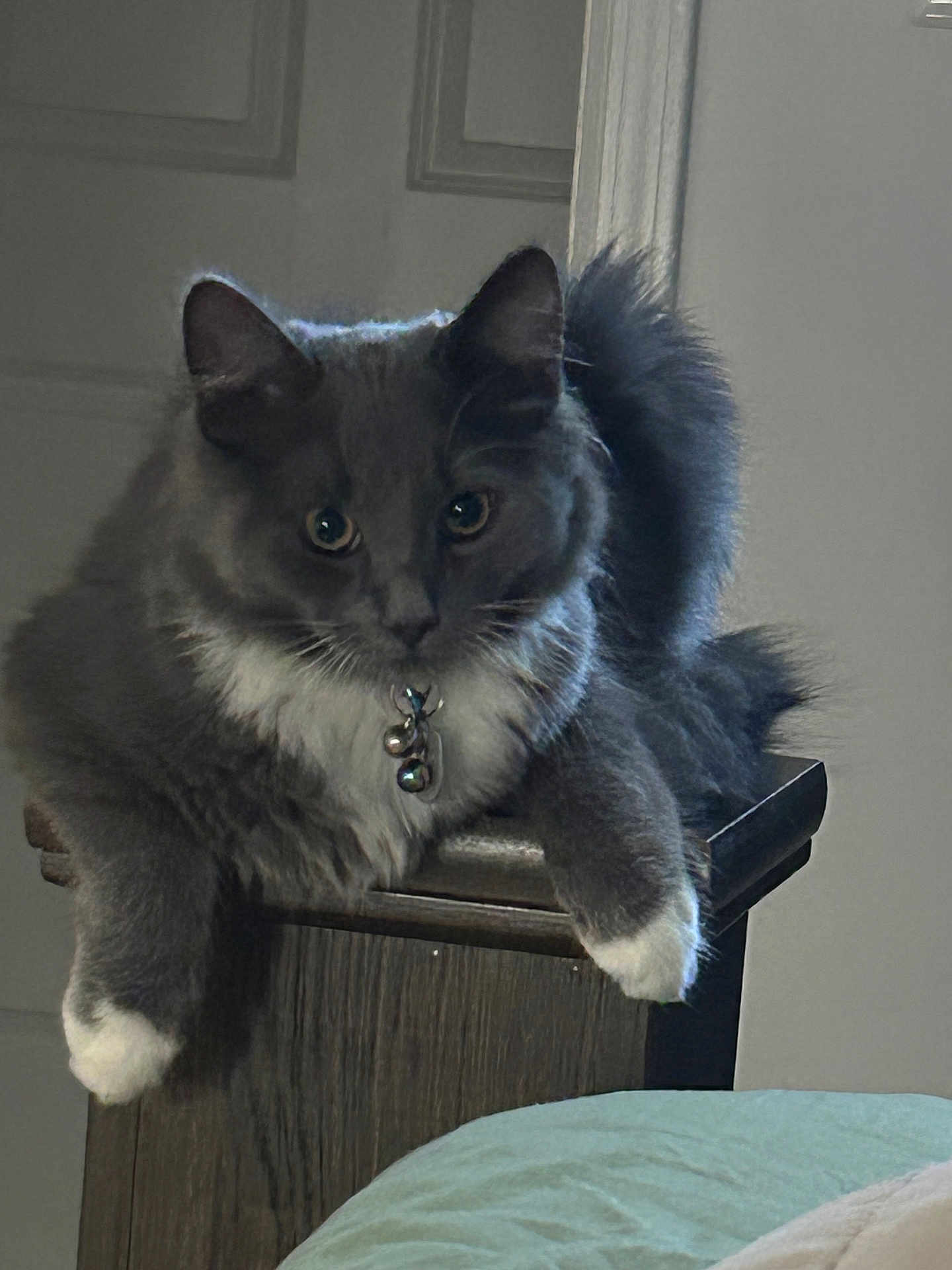 Wolfie
