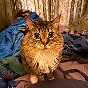 Nika is registered to the contest to win money with this photo: animal, bed, blanket, cat, closeup, cozy, curtains, cute, domestic, eyes, face, feline, fluffy, fur, indoor, looking, pet, sitting, tabby, whiskers