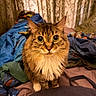 animal, bed, blanket, cat, closeup, cozy, curtains, cute, domestic, eyes, face, feline, fluffy, fur, indoor, looking, pet, sitting, tabby, whiskers