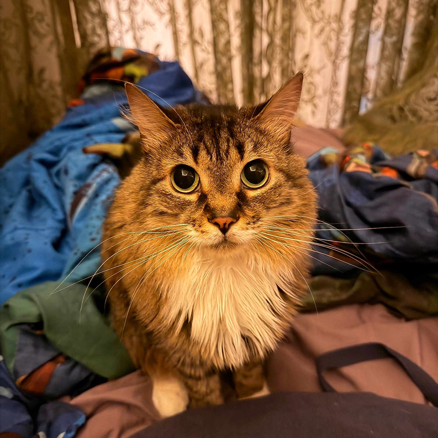 Nika
