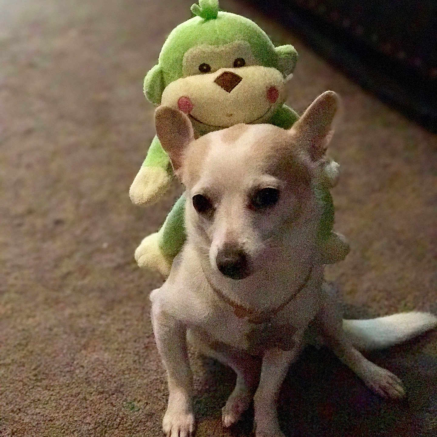 Lucky joined the competition — help win amazing prizes! animal, carpet, companion, cute, dog, domestic, ears, floor, friendship, indoor, pet, pet_toy, playful, plush_monkey, sitting, small_dog, soft_toy, stuffed_toy, toy, white_dog