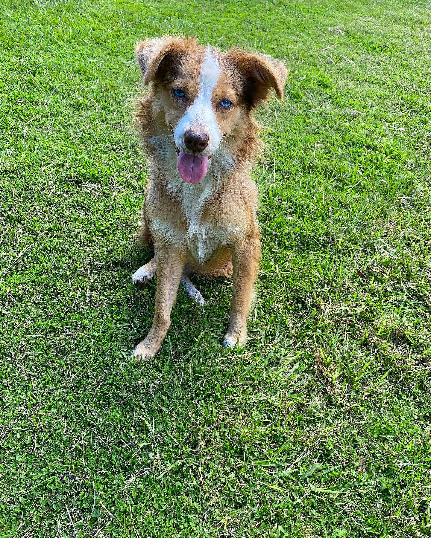 Missy joined the competition — help win amazing prizes! canidae, carnivore, companion_dog, dog, dog_breed, fawn, grass, groundcover, plant, puppy, snout, sporting_group, tail, terrestrial_animal, working_dog