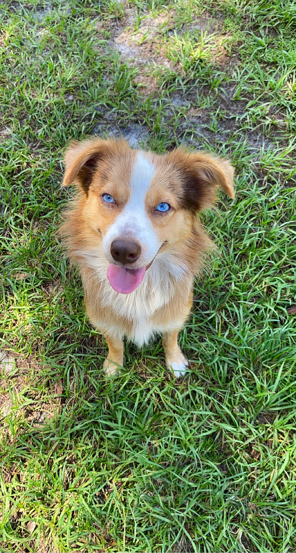 Missy is registered to the contest to win money with this photo: australian_collie, border_collie, canidae, carnivore, companion_dog, corgi_chihuahua, dog, dog_breed, fawn, grass, groundcover, herding_dog, plant, puppy, snout, sporting_group, terrestrial_animal, whiskers, working_dog