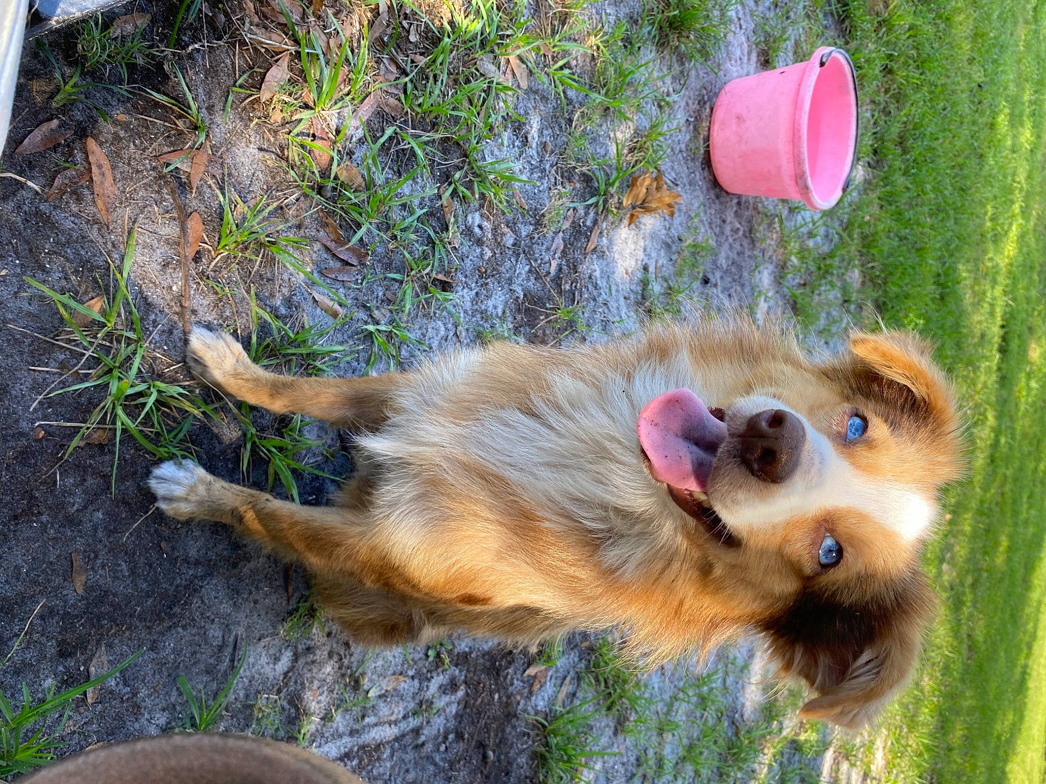 Missy is registered to the contest to win money with this photo: canidae, carnivore, companion_dog, dog, dog_breed, dog_supply, fawn, grass, paw, pet_supply, plant, pomeranian, puppy, snout, soil, spitz, sporting_group, tail, wildlife, working_dog