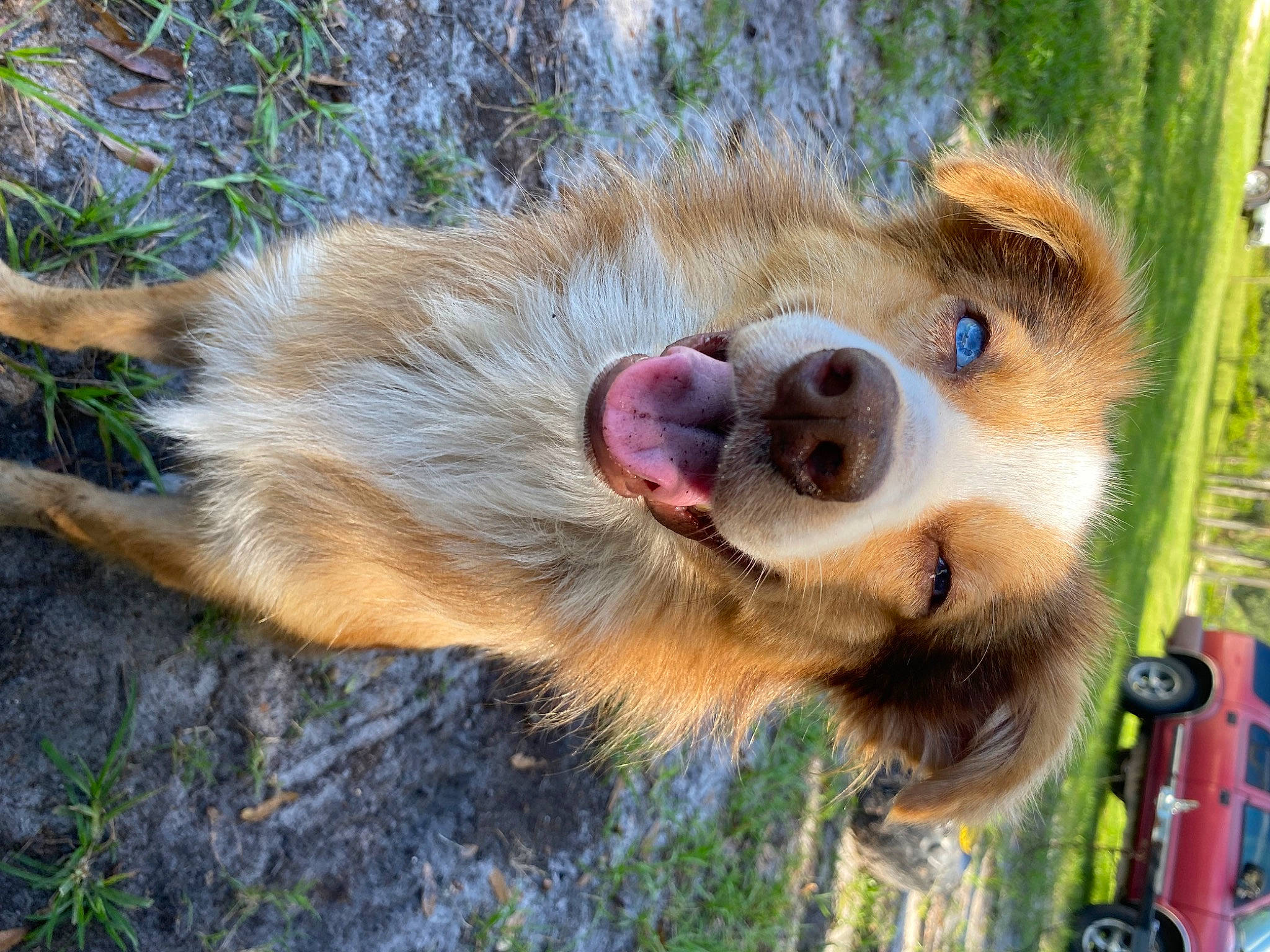 Missy is registered to the contest to win money with this photo: canidae, canis, carnivore, companion_dog, dog, dog_breed, dog_supply, fawn, fur, german_spitz, german_spitz_mittel, grass, paw, snout, spitz, sporting_group, terrestrial_animal, volpino_italiano, whiskers, wildlife