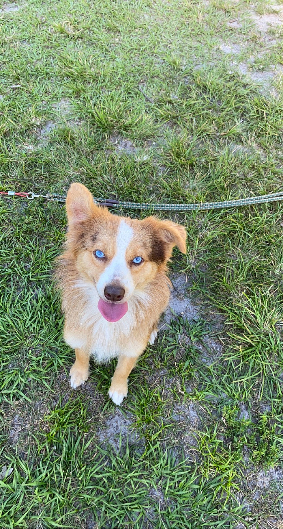 Lil Miss is registered to the contest to win money with this photo: ancient_dog_breeds, canidae, carnivore, companion_dog, dog, dog_breed, fawn, fur, grass, groundcover, non_sporting_group, plant, snout, sporting_group, tail, terrestrial_animal, toy_dog, whiskers, working_animal, working_dog