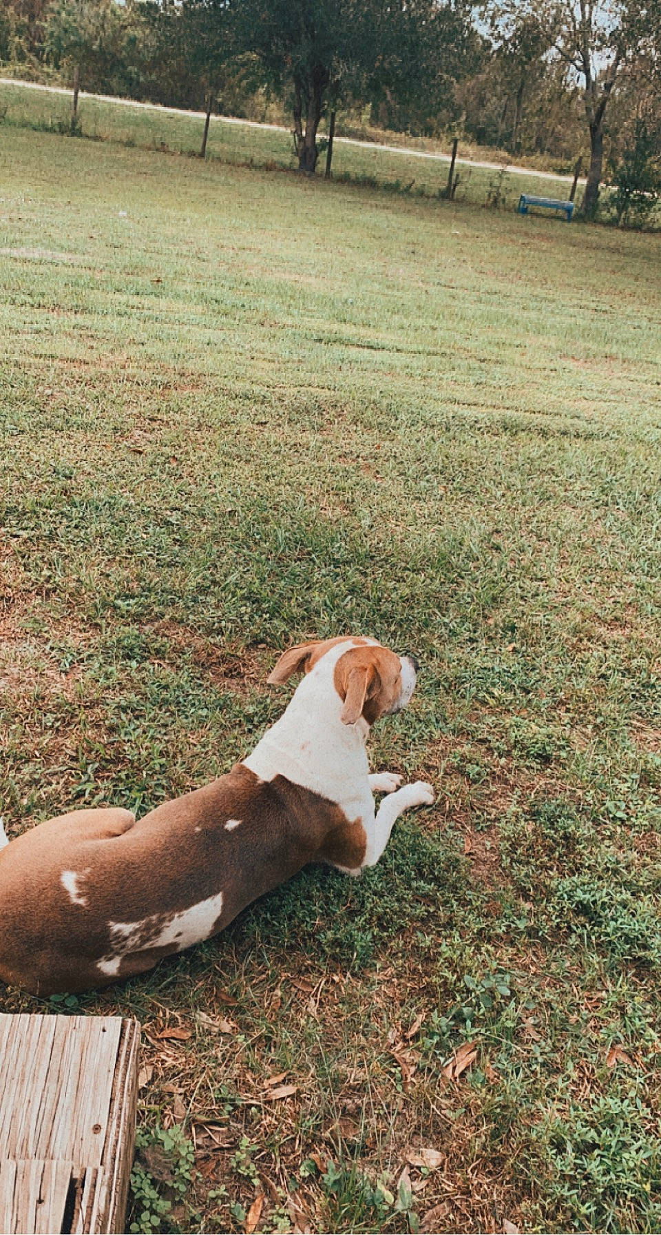 Goliath joined the competition — help win amazing prizes! canidae, carnivore, companion_dog, dog, dog_breed, fawn, grass, hound, human_leg, hunting_dog, non_sporting_group, plant, sitting, snout, soil, sporting_group, tail, tree, working_animal