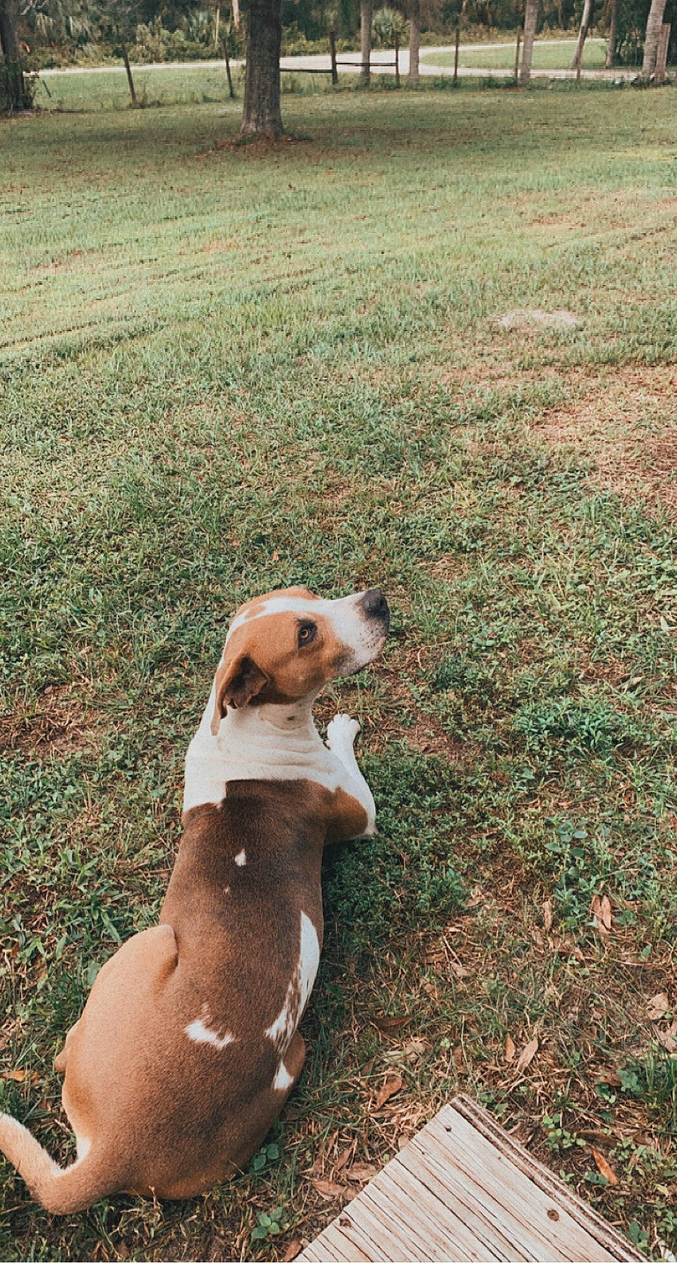 Goliath joined the competition — help win amazing prizes! canidae, carnivore, collar, companion_dog, dog, dog_breed, fawn, field, grass, grassland, hound, landscape, paw, shadow, snout, soil, sporting_group, tail, whiskers, working_animal