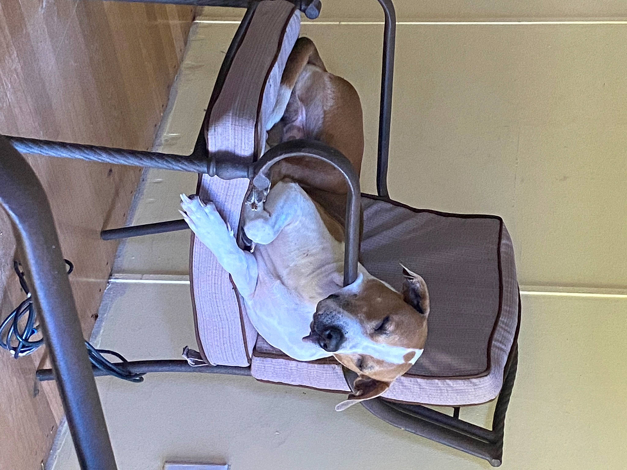 Goliath is registered to the contest to win money with this photo: auto_part, automotive_design, automotive_exterior, baby_products, carnivore, comfort, companion_dog, dog, dog_breed, fawn, foot, human_leg, machine, metal, motor_vehicle, pet_supply, sandal, service, sporting_group, vehicle_door