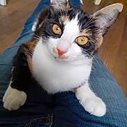 Princesse a rejoint le concours — aidez-le/la à gagner de superbes lots ! animal, calico_cat, cat, close_up, curious, cute, domestic_cat, ears, feline, indoor, jeans, lap, looking_at_camera, person, pet, socks, whiskers, white_paws, wooden_floor, yellow_eyes