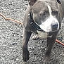 Shadow joined the competition — help win amazing prizes! alert, animal, canine, collar, curious, daylight, dog, ears, fur, gravel, gray_dog, outdoor, paw, pet, rope, side_view, snout, standing, walking, white_markings