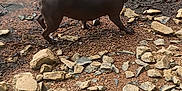 Shadow is registered to the contest to win money with this photo: animal, bark, canine, collar, daylight, dog, exploring, ground, landscape, mud, nature, outdoor, pet, riverbank, rocks, rocky_shore, side_view, walking, water, wet