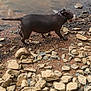 animal, bark, canine, collar, daylight, dog, exploring, ground, landscape, mud, nature, outdoor, pet, riverbank, rocks, rocky_shore, side_view, walking, water, wet