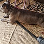 Shadow is registered to the contest to win money with this photo: animal, brown_dog, carpet, collar, decor, dog, floor, footwear, furniture_leg, home, indoor, lying_down, pattern, pet, resting, rug, shoe, side_view, studs, texture