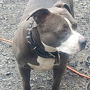 Shadow joined the competition — help win amazing prizes! alert, animal, cable, collar, dog, ears, fur, gravel, gray, ground, looking_away, mammal, outdoor, paw, pet, pitbull, snout, spiked_collar, standing, white
