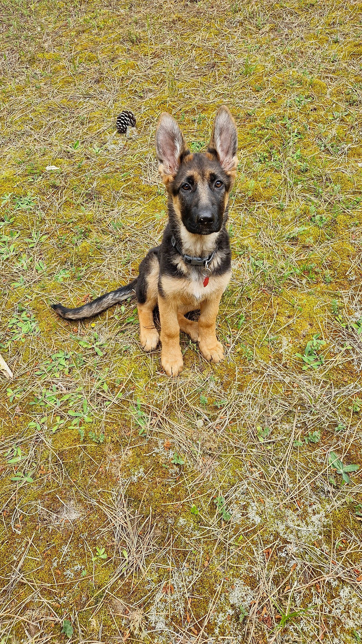 Bella a rejoint le concours — aidez-le/la à gagner de superbes lots ! canidae, carnivore, companion_dog, disc_dog, dog, dog_breed, dog_supply, fawn, german_shepherd_dog, grass, herding_dog, paw, plant, snout, soil, sporting_group, tail, terrestrial_animal, working_dog