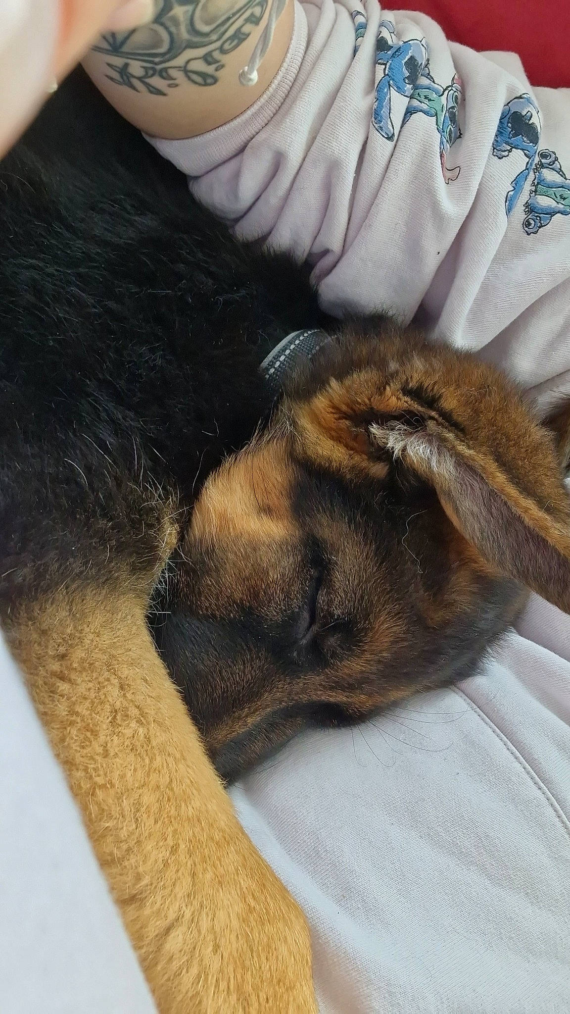 Bella a rejoint le concours — aidez-le/la à gagner de superbes lots ! canidae, carnivore, claw, comfort, companion_dog, dog, dog_breed, ear, fawn, felidae, foot, fur, gesture, human_leg, nap, paw, snout, sporting_group, tail, whiskers