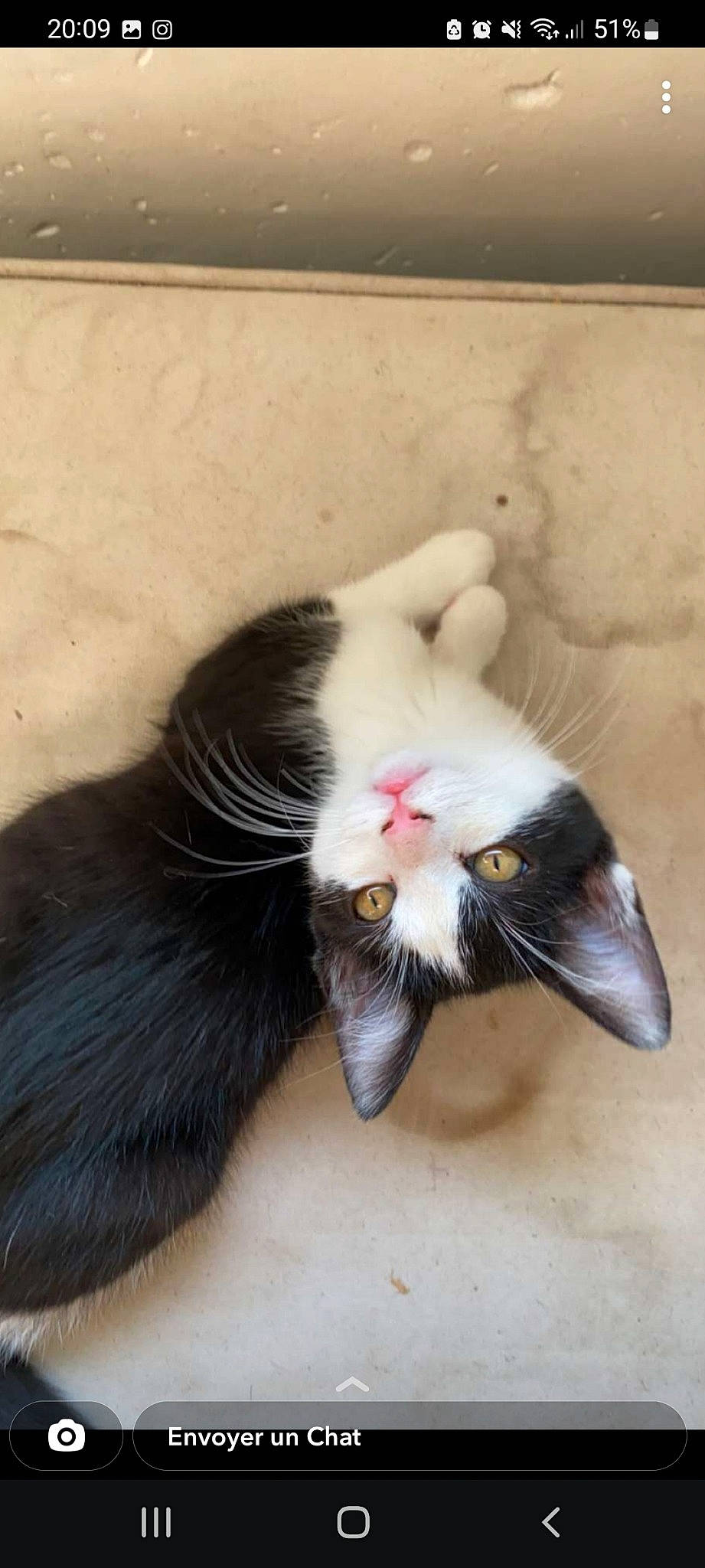 Lilo participe au concours pour gagner de l'argent avec cette photo : canidae, carnivore, cat, claw, comfort, dog_breed, domestic_short_haired_cat, fang, felidae, foot, fur, human_leg, leg, nap, paw, small_to_medium_sized_cats, snout, tail, whiskers, yawn