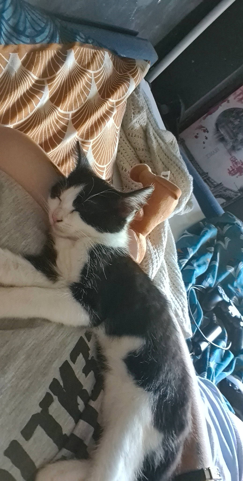 Lilo a rejoint le concours — aidez-le/la à gagner de superbes lots ! canidae, carnivore, cat, claw, comfort, domestic_short_haired_cat, felidae, foot, formal_wear, fur, human_leg, lap, leg, nail, small_to_medium_sized_cats, snout, tail, thigh, whiskers, wrist