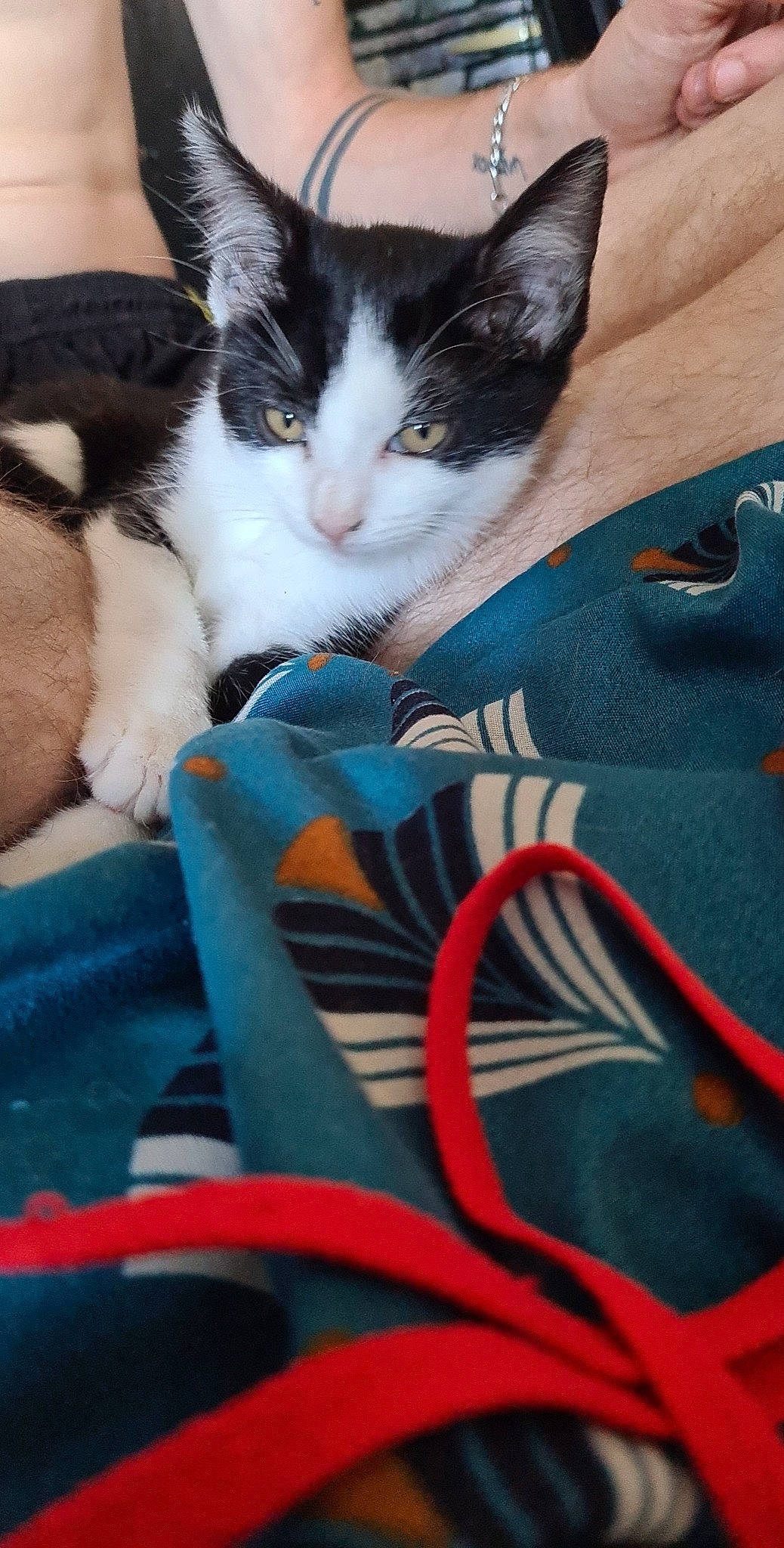 Lilo participe au concours pour gagner de l'argent avec cette photo : carmine, carnivore, cat, comfort, domestic_short_haired_cat, electric_blue, felidae, formal_wear, fur, grass, human_leg, lap, pattern, recreation, sitting, small_to_medium_sized_cats, sportswear, tail, thigh, whiskers