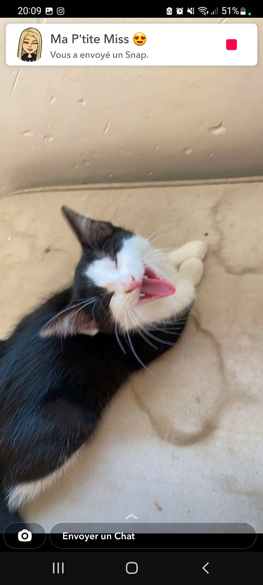 Lilo participe au concours pour gagner de l'argent avec cette photo : carnivore, cat, claw, domestic_short_haired_cat, fang, felidae, foot, fur, paw, small_to_medium_sized_cats, snout, tail, whiskers