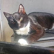 Starla joined the competition — help win amazing prizes! almond_eyes, black_fur, cat, close_up, ear, fur, household, indoor, lounging, paw, pet, portrait, relaxed, shadow, sleepy, sunlight, tuxedo_cat, whiskers, white_chest, window_light