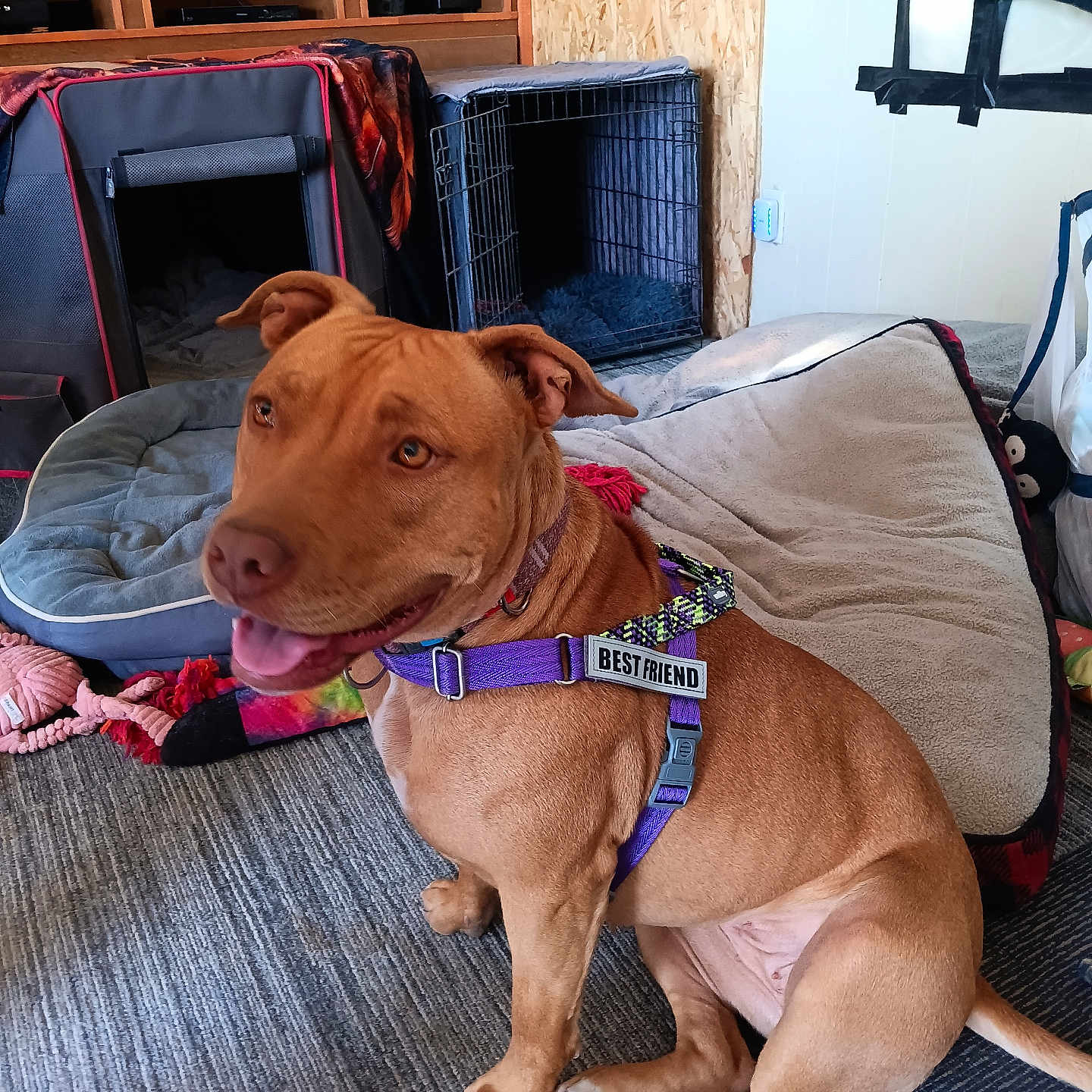 Loba is registered to the contest to win money with this photo: animal, brown_dog, canine, carpet, cozy, dog, dog_bed, domestic, furniture, happy, harness, indoor, pet, playful, purple_harness, resting, room, sitting, smiling_dog, toy