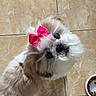 dog, small_dog, bow, pink_bow, pet, floor, tile, food_bowl, kibble, looking_up, cute, fluffy, companion, indoor, animal, adorable, friendly, domestic, fur, face