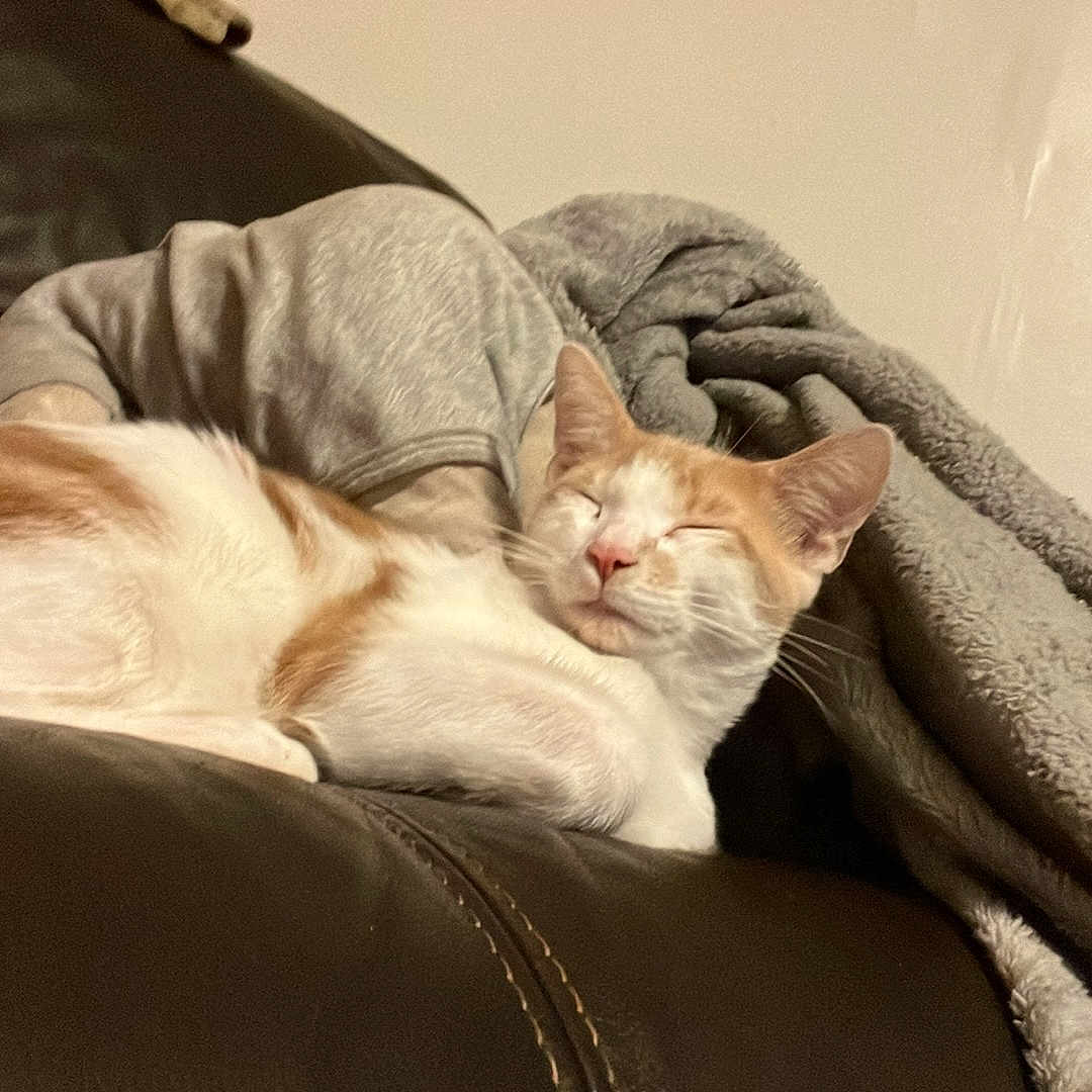 Blaze joined the competition — help win amazing prizes! animal, blanket, cat, chair, couch, cushion, face, furniture, head, homedecor, indoors, kitten, linen, manx, person, pet, photography, portrait, quilt, sleeping