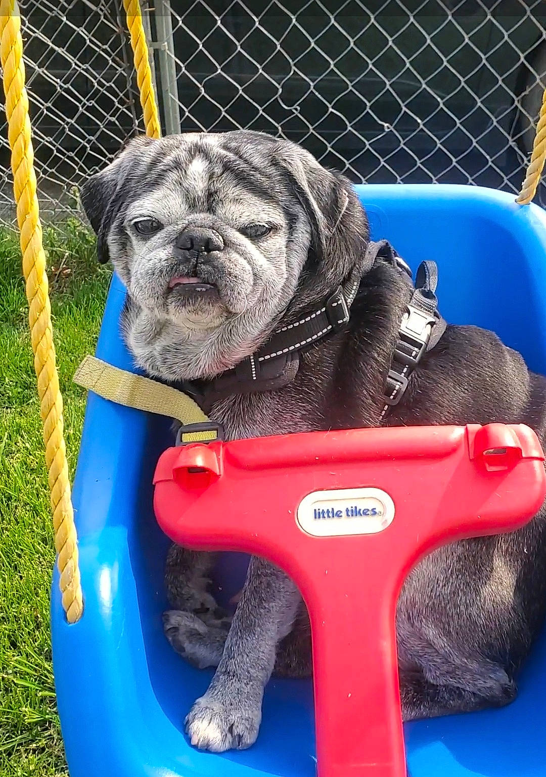 Buddah joined the competition — help win amazing prizes! automotive_tire, blue, carnivore, companion_dog, dog, dog_breed, dog_supply, electric_blue, fawn, fence, grass, machine, pet_supply, recreation, snout, sporting_group, tool, toy_dog, working_animal, wrinkle