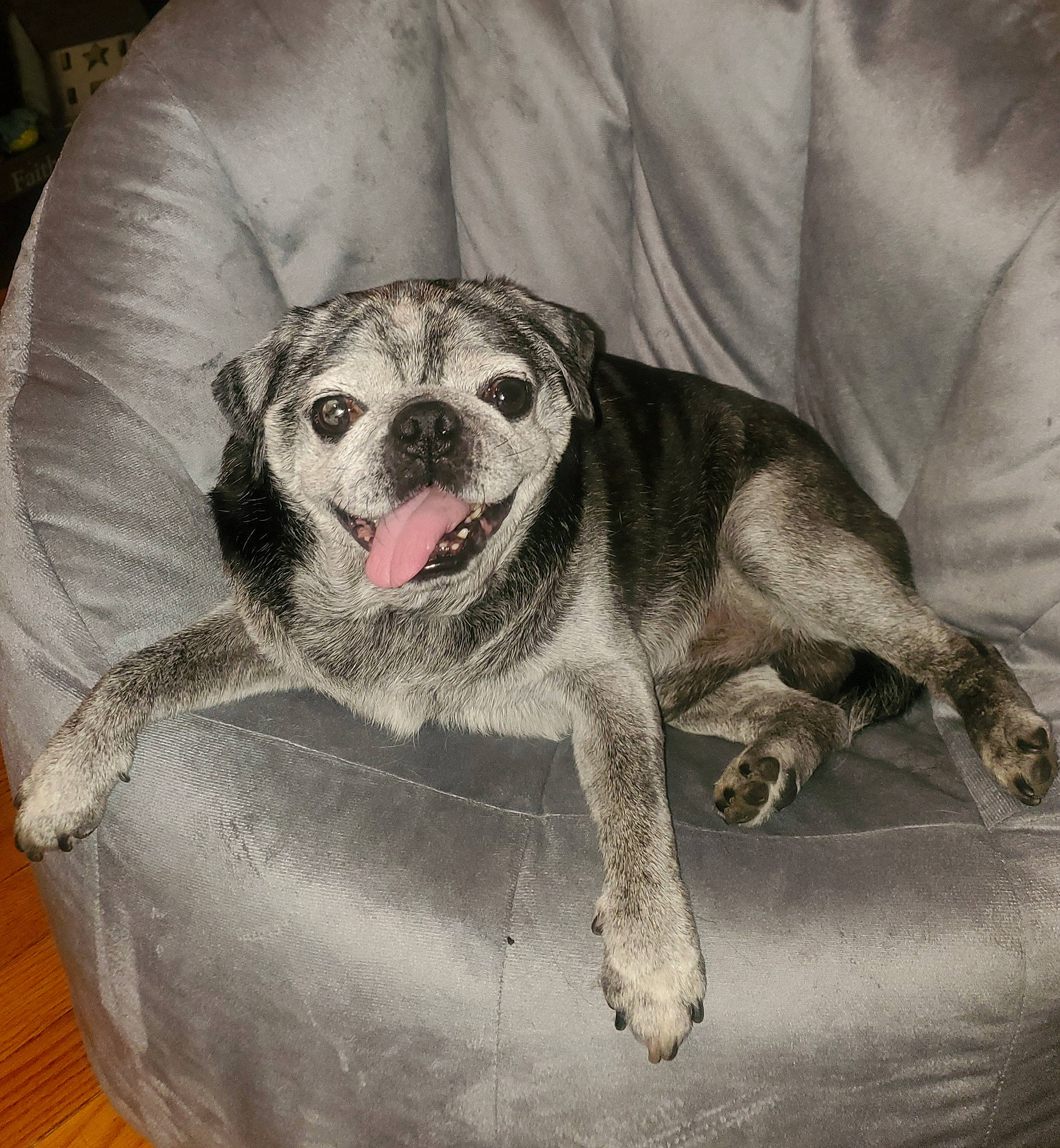 Buddah joined the competition — help win amazing prizes! canidae, carnivore, comfort, companion_dog, couch, dog, dog_bed, dog_breed, dog_supply, fang, fawn, fur, grey, jaw, paw, snout, sporting_group, terrestrial_animal, toy_dog, whiskers