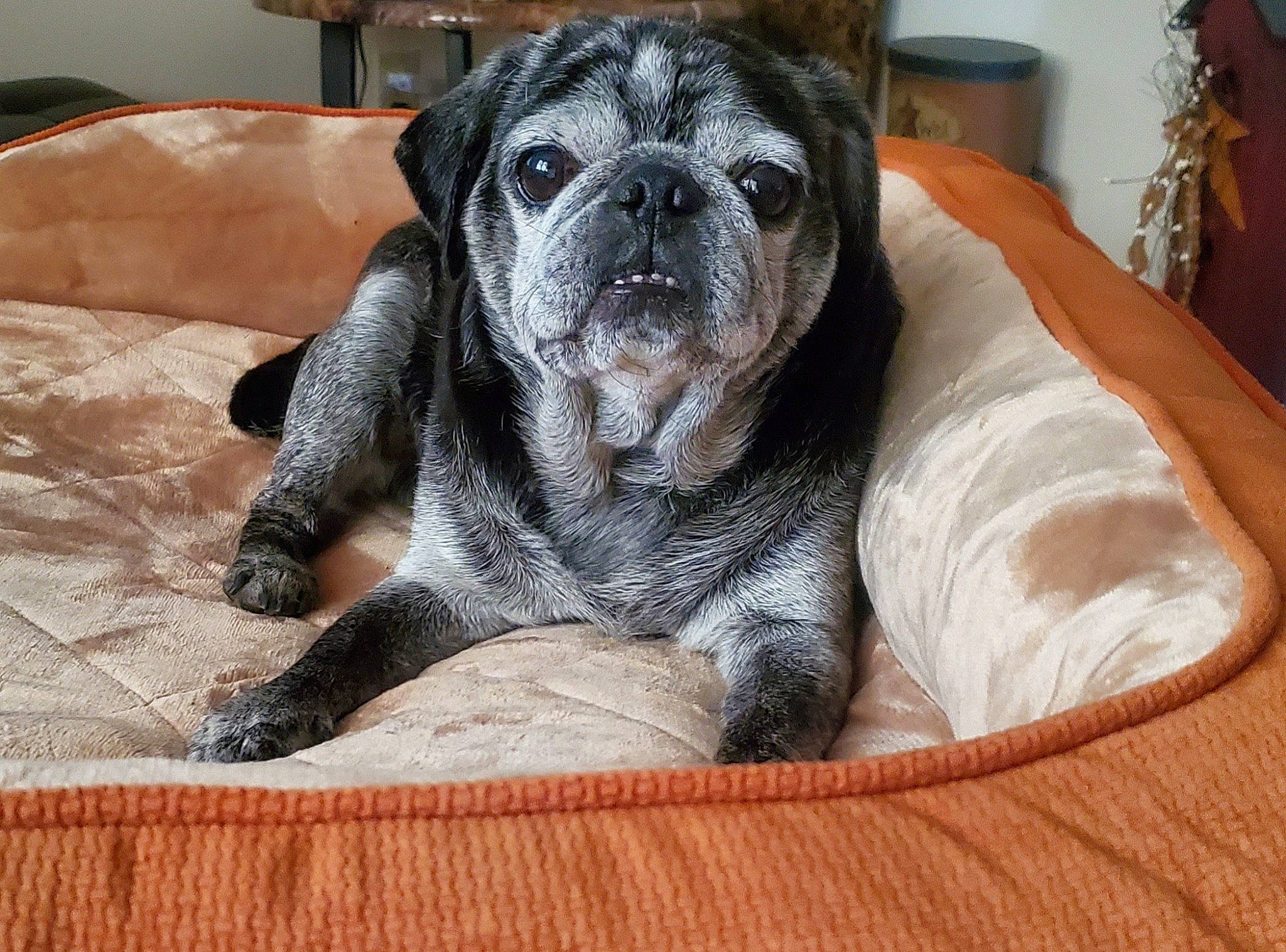 Buddah is registered to the contest to win money with this photo: bored, canidae, carnivore, comfort, companion_dog, dog, dog_breed, fawn, fur, grey, molosser, snout, sporting_group, terrestrial_animal, toy_dog, whiskers, wood, working_animal, working_dog, wrinkle