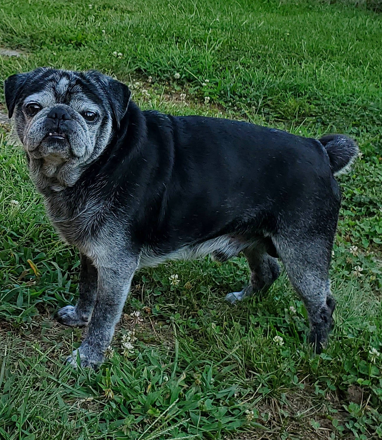 Buddah joined the competition — help win amazing prizes! art, canidae, carnivore, companion_dog, dog, dog_breed, fawn, grass, plant, sculpture, snout, sporting_group, statue, tail, terrestrial_animal, toy_dog, whiskers, working_animal, working_dog, wrinkle