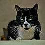 Mittens is registered to the contest to win money with this photo: cat, tuxedo_cat, close_up, whiskers, green_eyes, pet, animal, feline, black_and_white, indoor, curious, portrait, cute, fur, face, looking, alert, domestic_cat, focus, background_blur