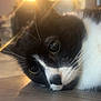 cat, black_and_white, close_up, floor, sunlight, lens_flare, whiskers, fur, pet, animal, indoor, relaxing, portrait, cute, sleepy, laying_down, soft_light, domestic_cat, eye