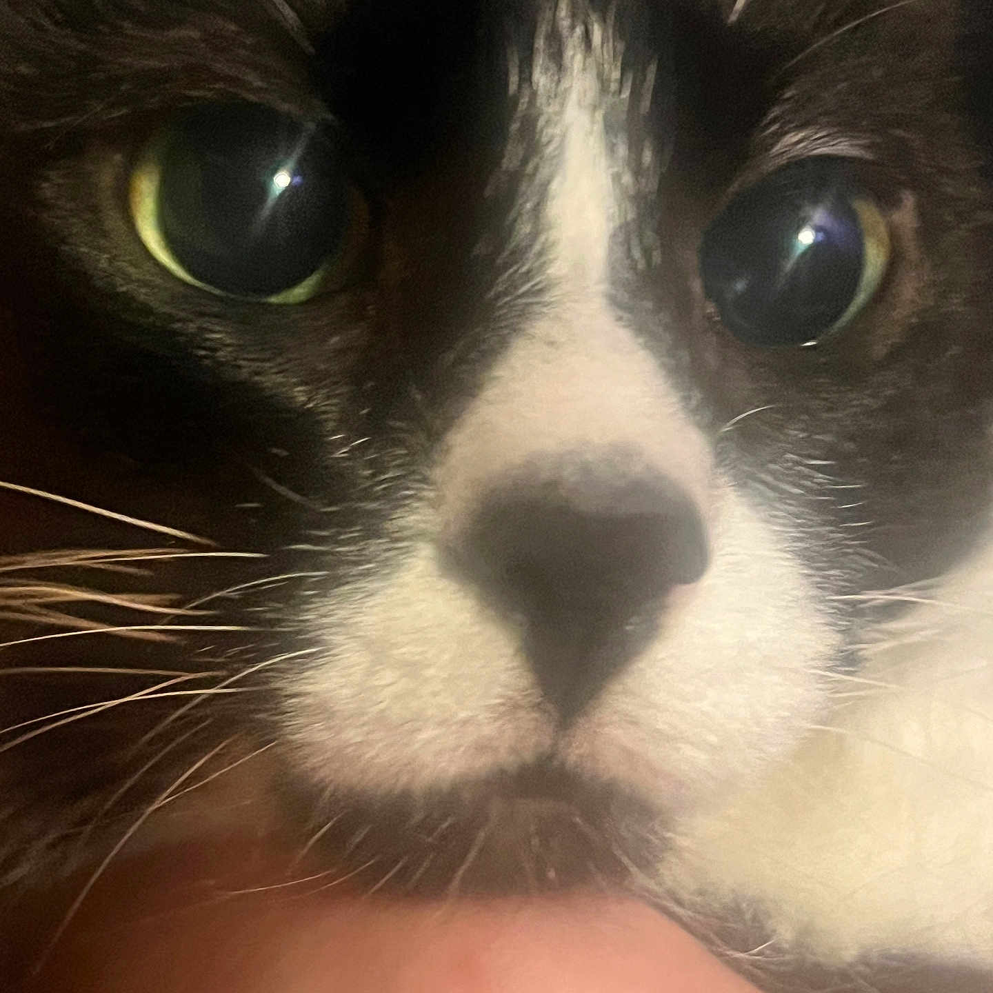 Mittens is registered to the contest to win money with this photo: animal, black_and_white, cat, close_up, curious, cute, domestic_animal, eyes, face, feline, focus, fur, indoor, macro, muzzle, nose, pet, portrait, soft_light, whiskers